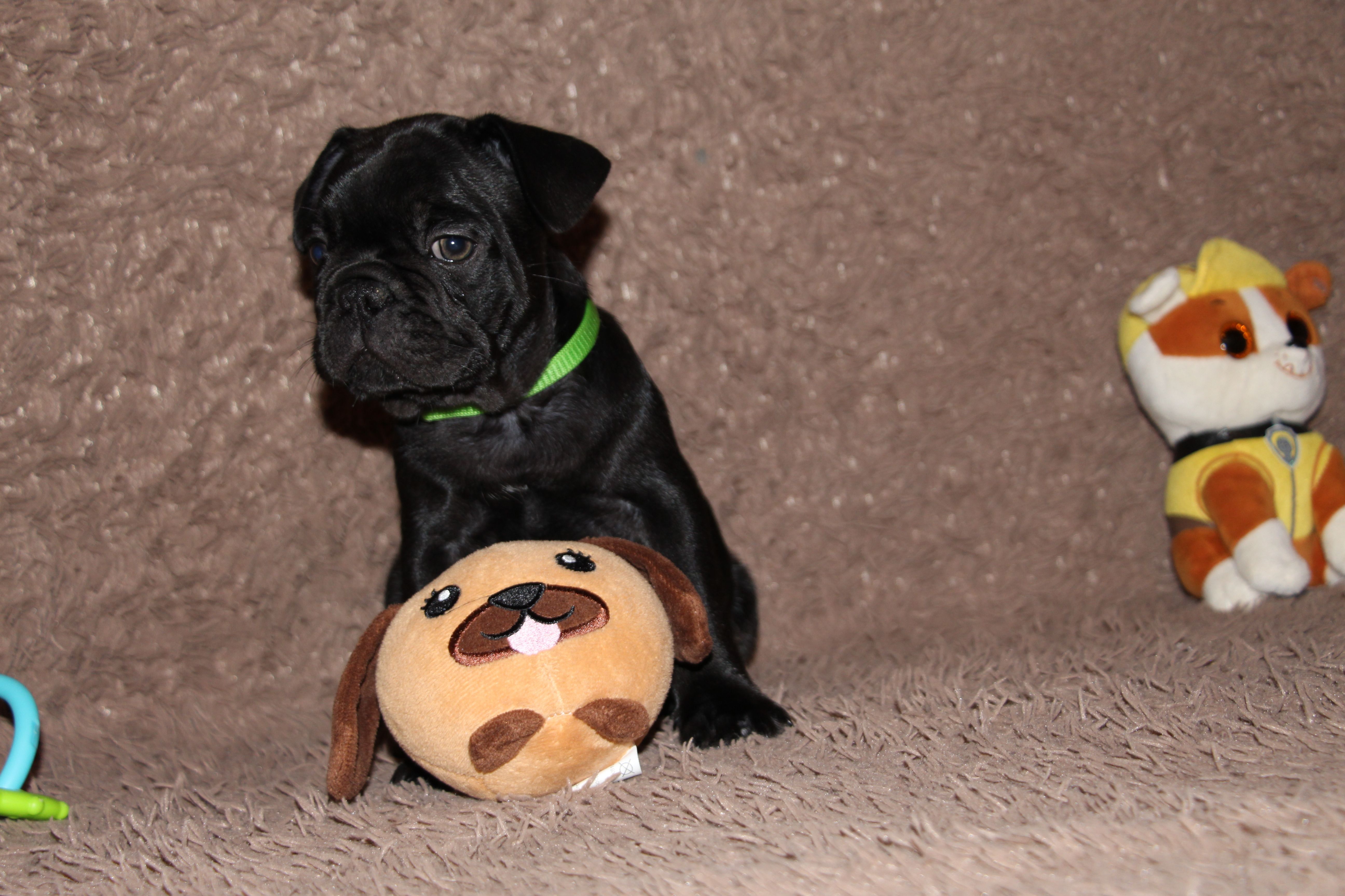 <svg class='green'></svg> <b>Mr.Sirius Black</b> <svg class='green'></svg>